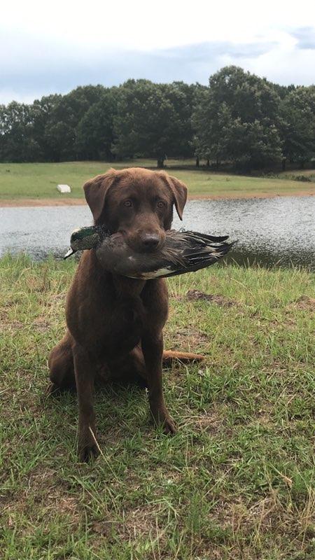 HRCH Fowlplay's Shoot For The Green | Chocolate Labrador Retriver