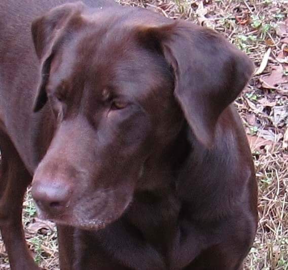 SHR Sliding Creeks Blue Storm Kona | Chocolate Labrador Retriver