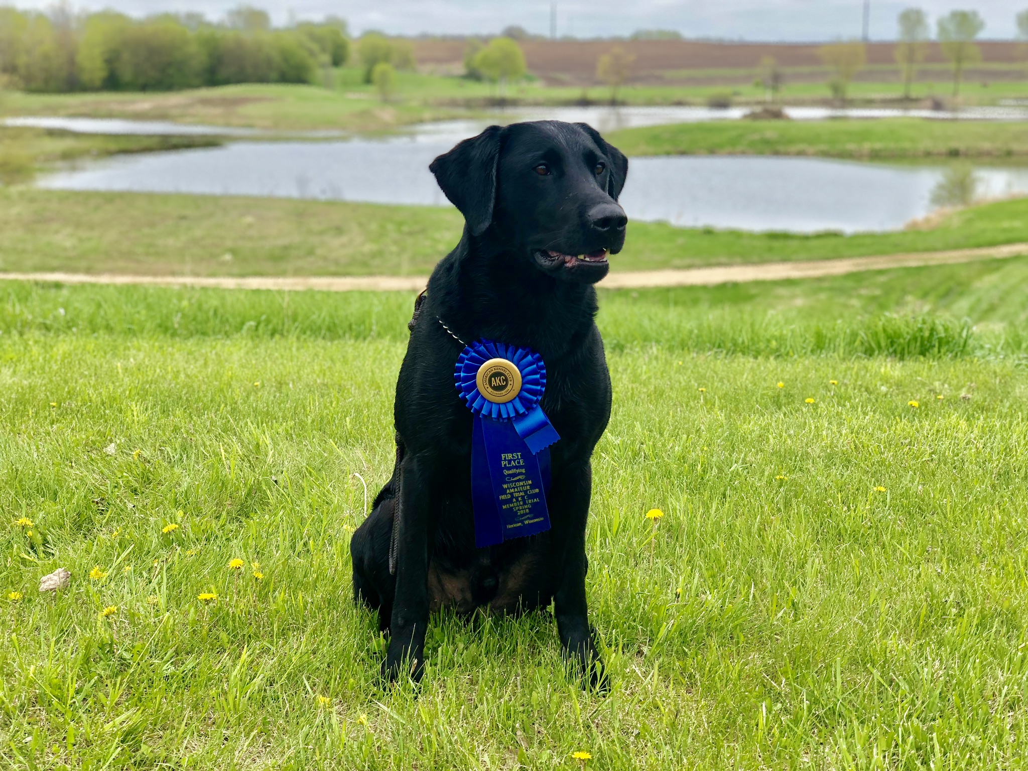 Bullet's Hit The Mark QA2 | Black Labrador Retriver