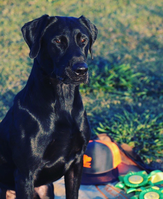 GRHRCH  Chief's Rumble On The Delta MH QA2 | Black Labrador Retriver