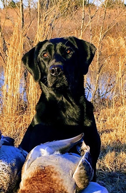 HRCH Duckdawg's O'Molly Ain't Got No Quit MH, QAA | Black Labrador Retriver