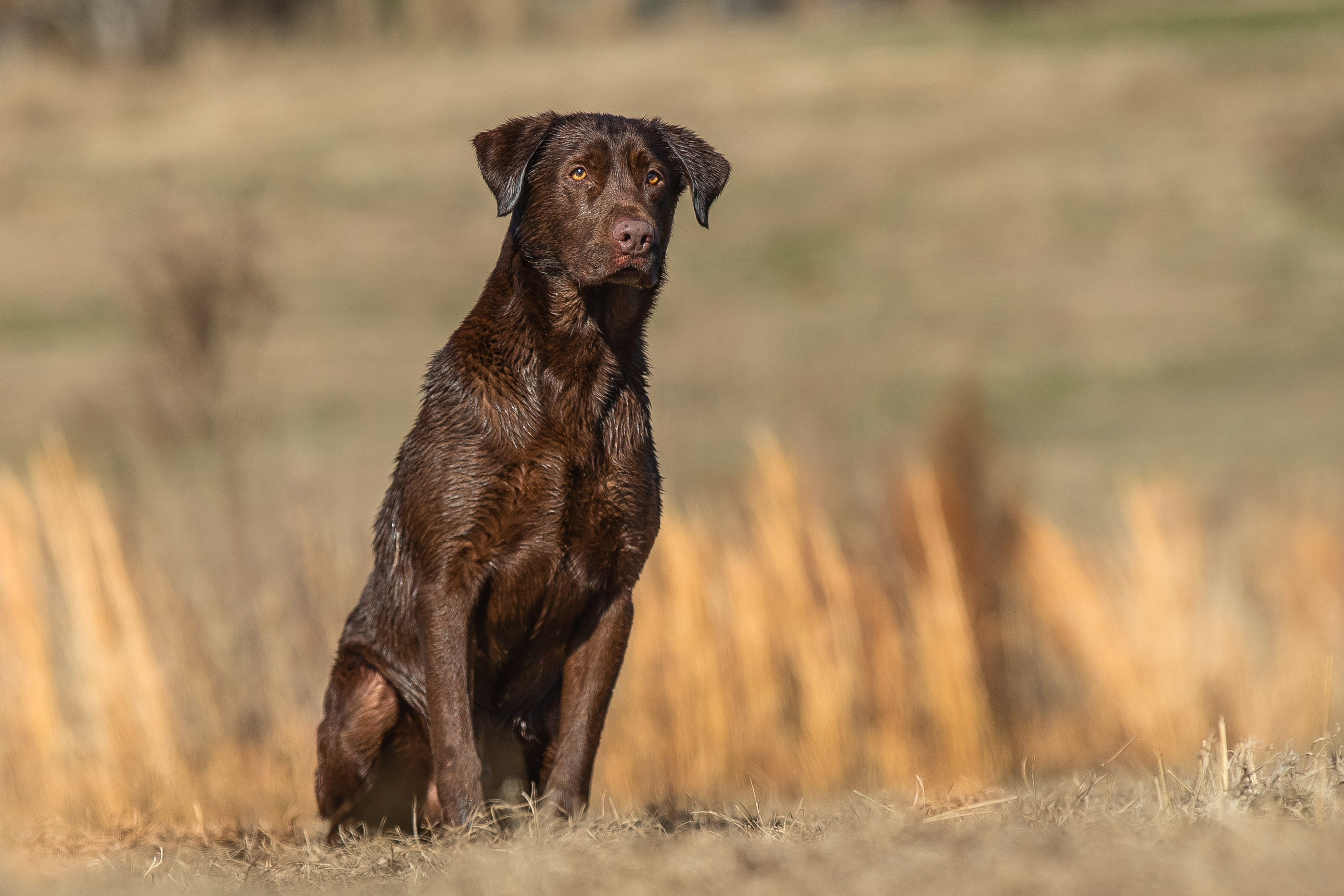 GRHRCH Potacocowa Creek's Augustus McCrae Of Big Mamou MH QAA | Chocolate Labrador Retriver