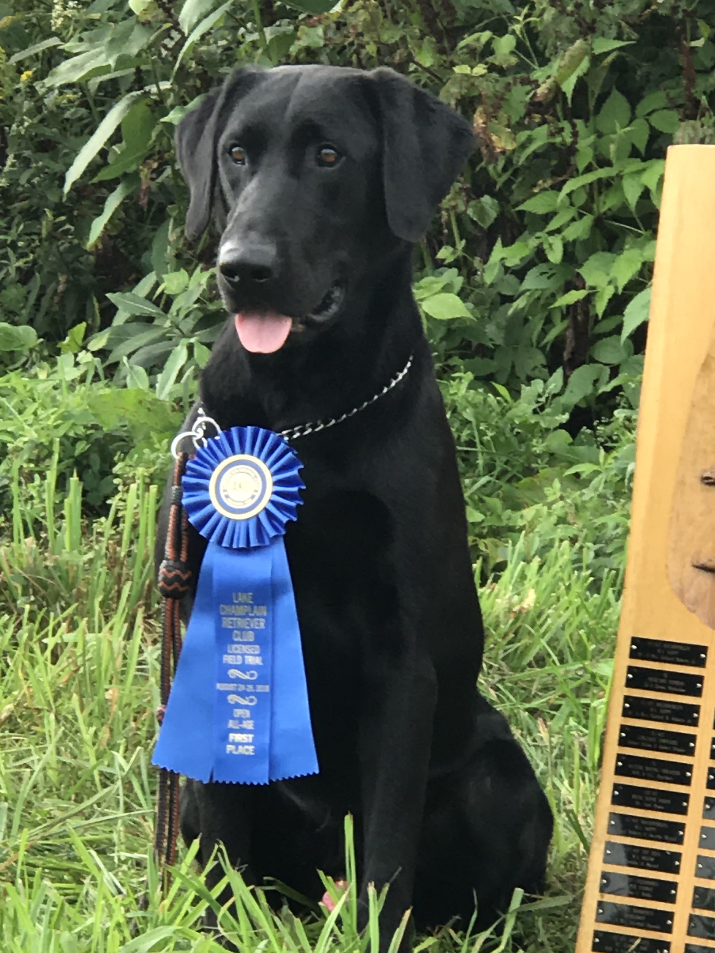 FC Seaside's Pompano Jack | Black Labrador Retriver