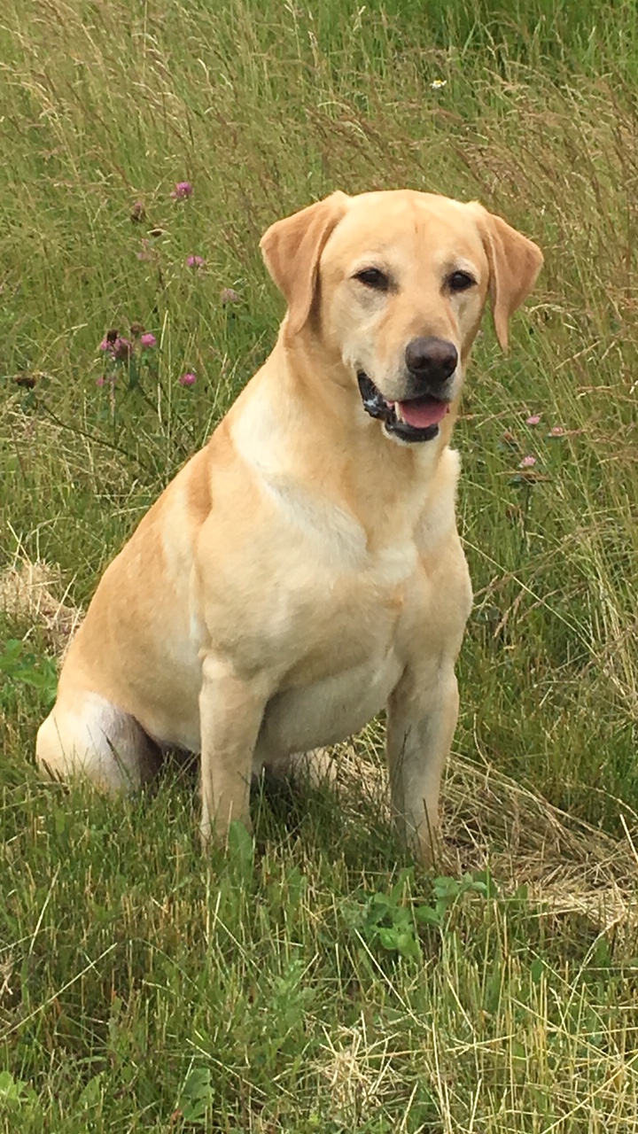 Ranger Super JAE MH | Yellow Labrador Retriver