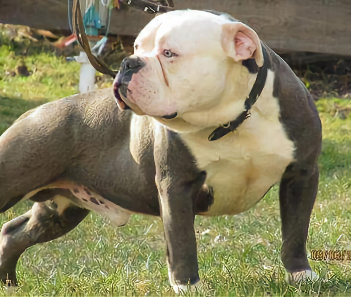 Bullforce Blue Bully | Olde English Bulldogge 