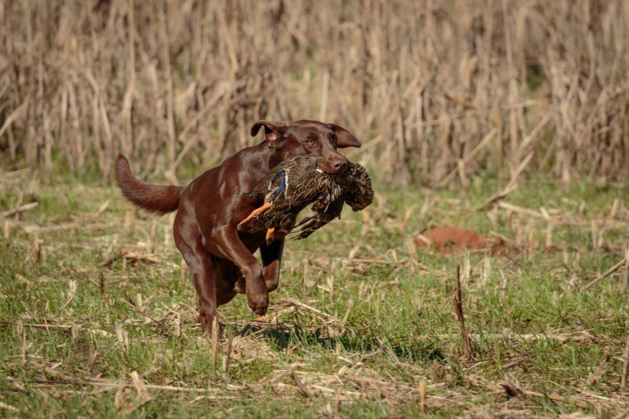 HRCH Blue's Stormy Weather Satchmo MH | Chocolate Labrador Retriver