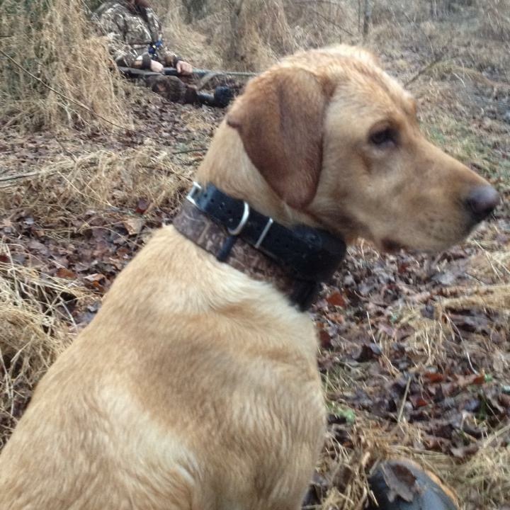 HR Miller's Rilee Roo JR | Yellow Labrador Retriver