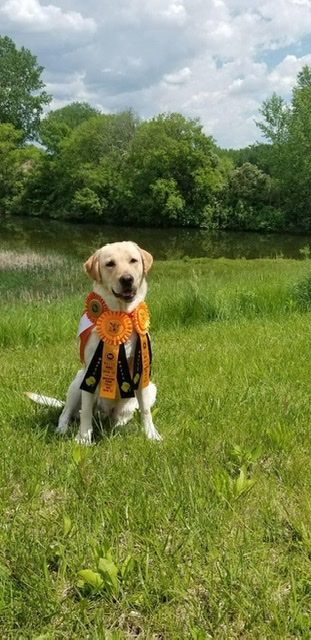 Triple Threat's Rebel Rebel JH CGC WC | Yellow Labrador Retriver