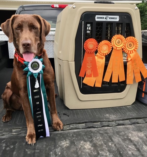 Gump's Captain Of The Little Pee Dee JH | Chocolate Labrador Retriver