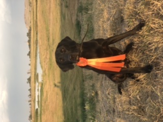 Mojo Of Sparleston MH | Black Labrador Retriver