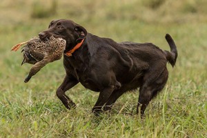 SHR Aimpowers Stormy's Blue Belle | Chocolate Labrador Retriver