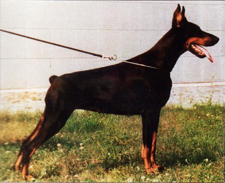 Esmir Royal Bell | Black Doberman Pinscher