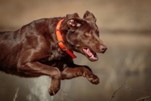 SHR ARK Gauge's Ace Hi Wager | Chocolate Labrador Retriver