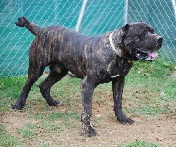 Quebrao de IronBull | Perro de Presa Canario 