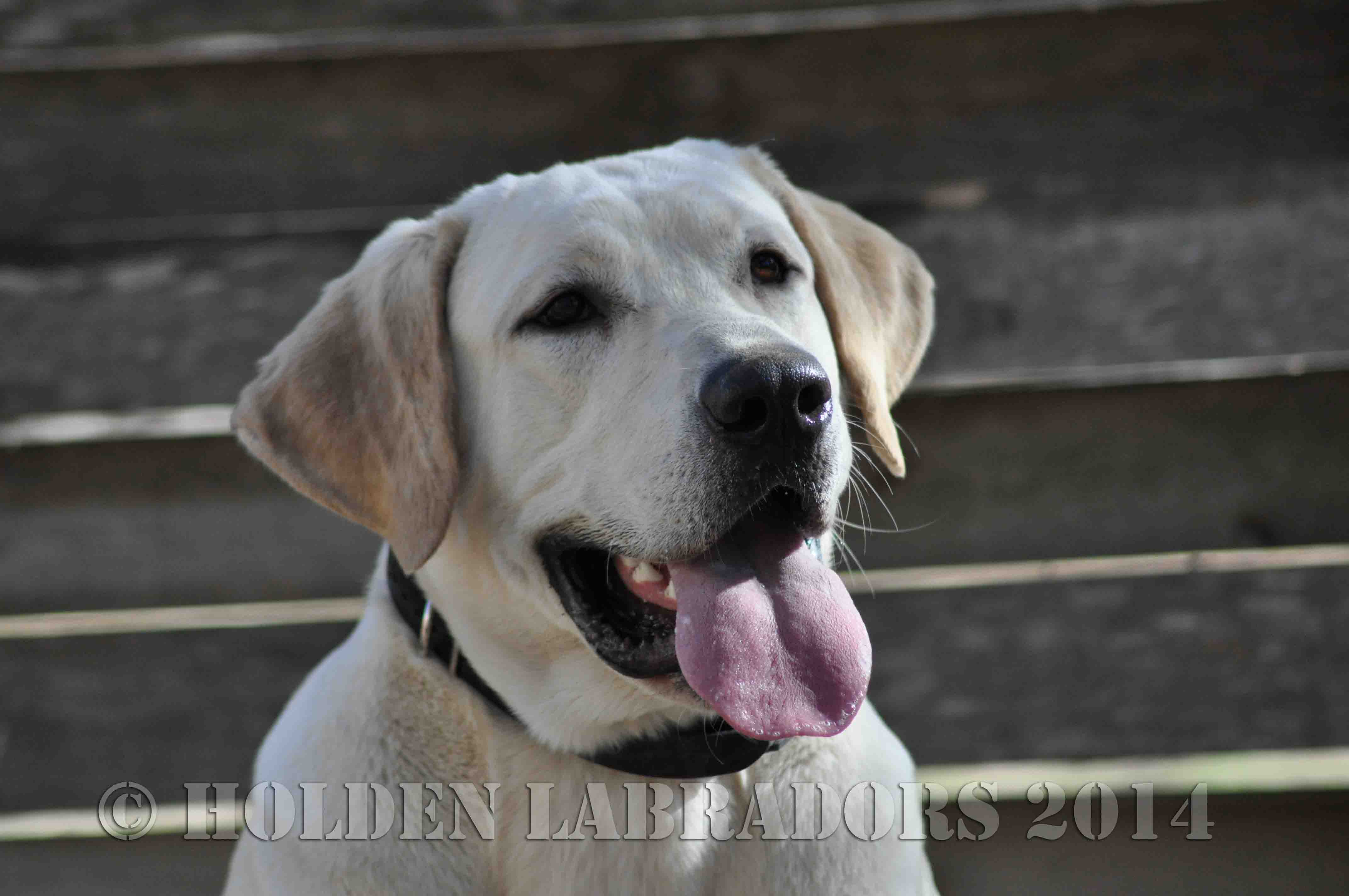 Holden's Tchaikovsky Symphony Six | Yellow Labrador Retriver