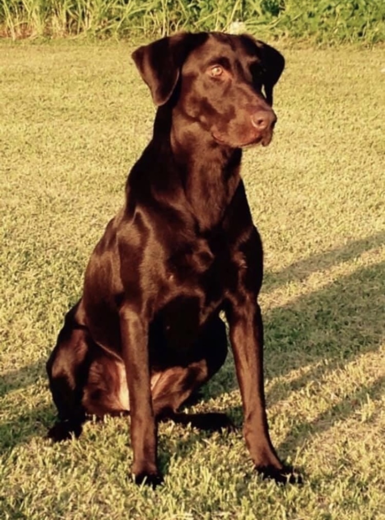 HR Cajun Season's Beginning Kyah SH | Chocolate Labrador Retriver