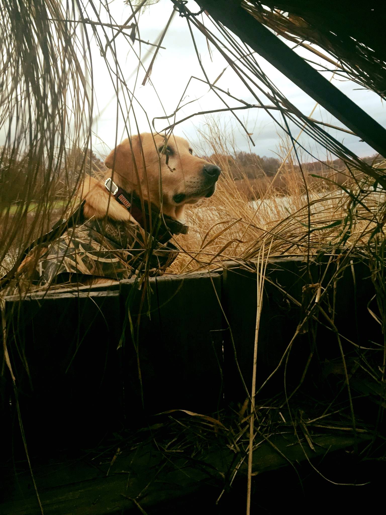 Washitas Tripleh Tiny Lady | Yellow Labrador Retriver