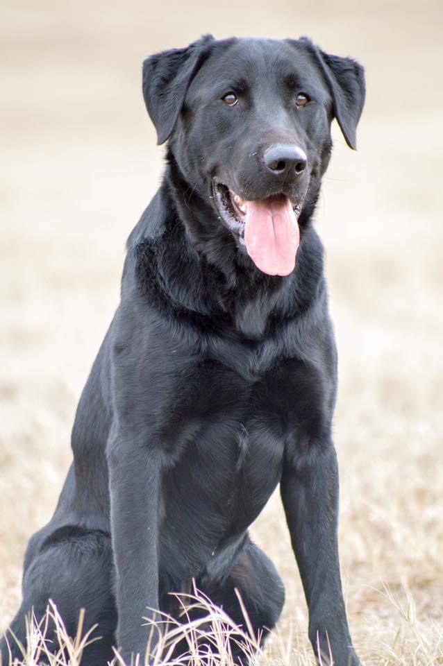 HRCH Hobson's Jake The Snake JH | Black Labrador Retriver