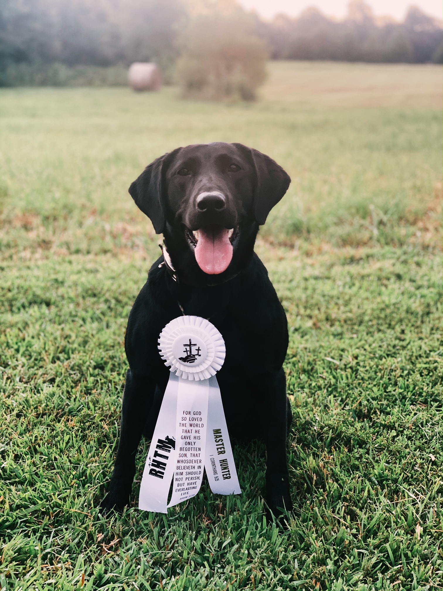 Coal Creeks Honky Tonk Gal MH | Black Labrador Retriver