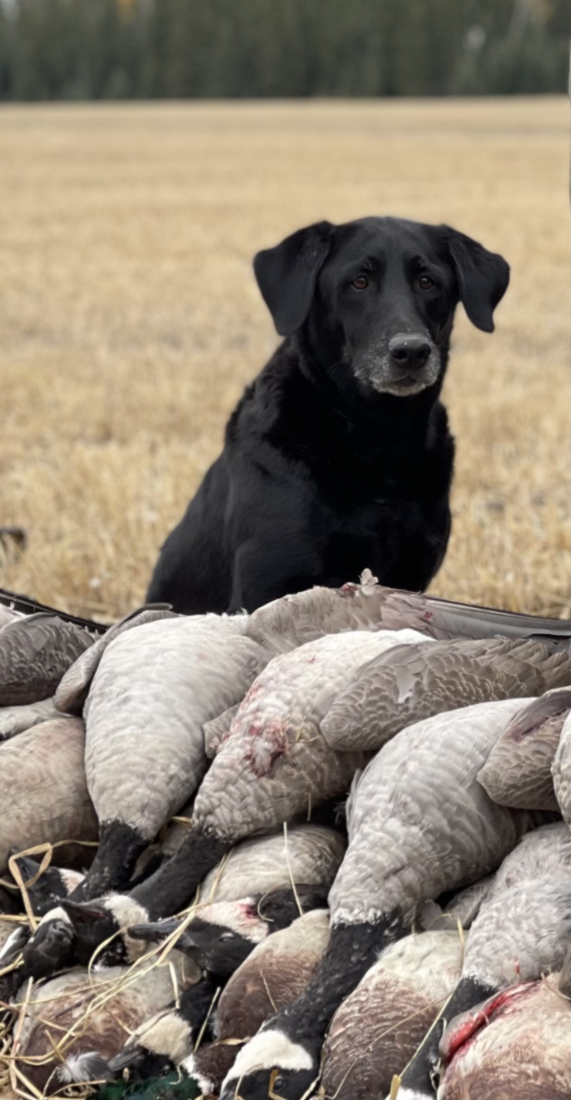 HR Longhorn's Little Lady | Black Labrador Retriver