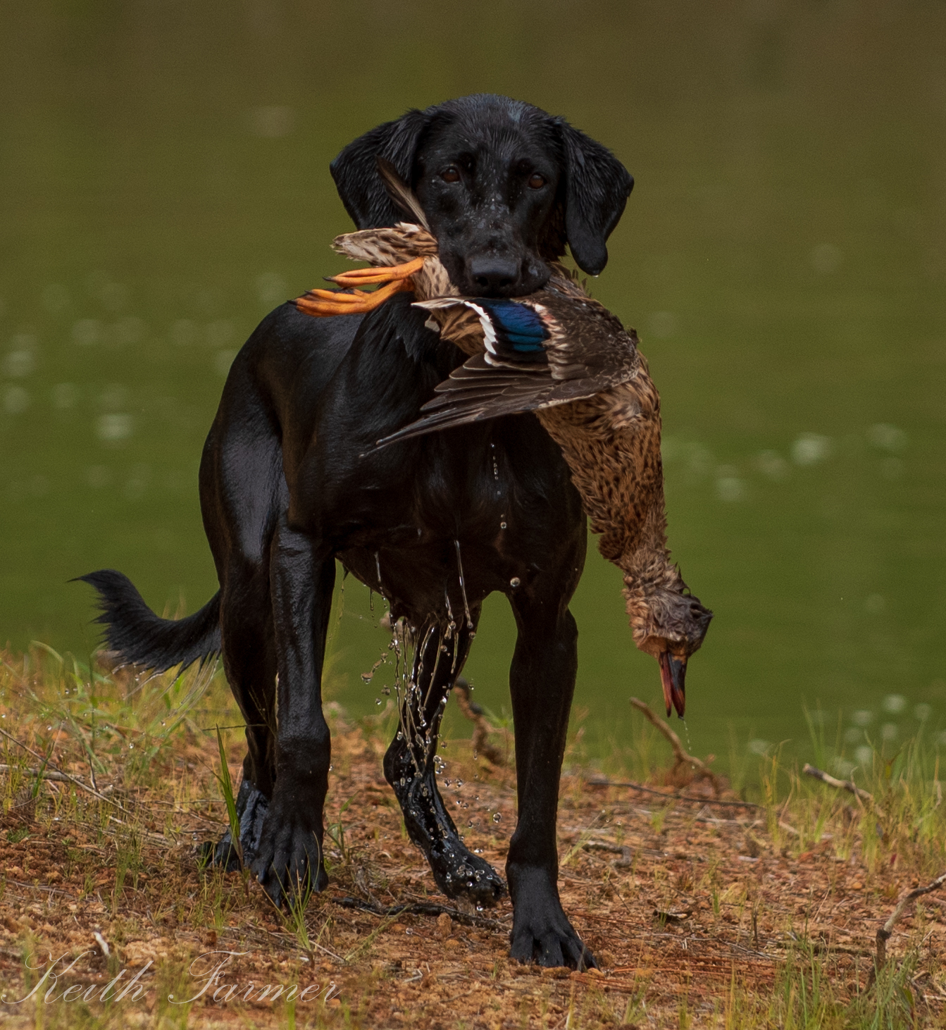 HRCH Antlermeadows Knockout and Run   MH QA2 | Black Labrador Retriver