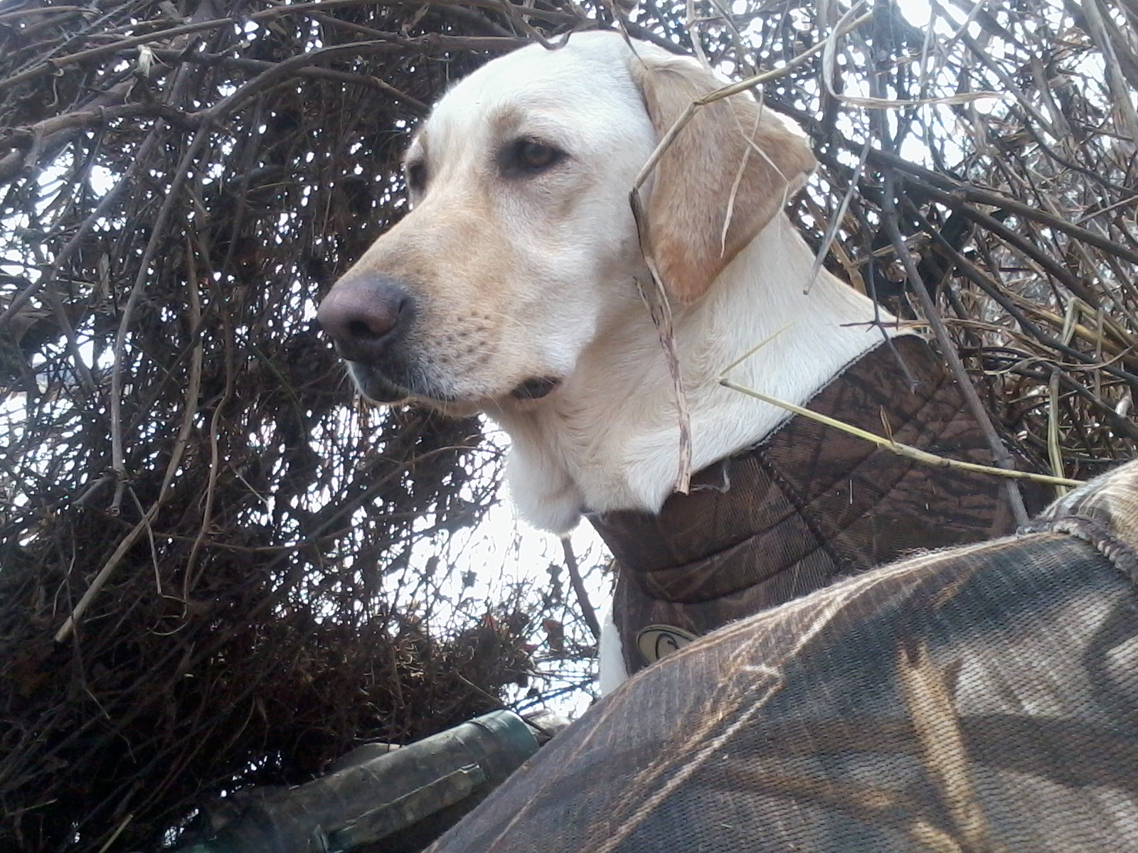 HR Briley Seminole Bennett | Yellow Labrador Retriver