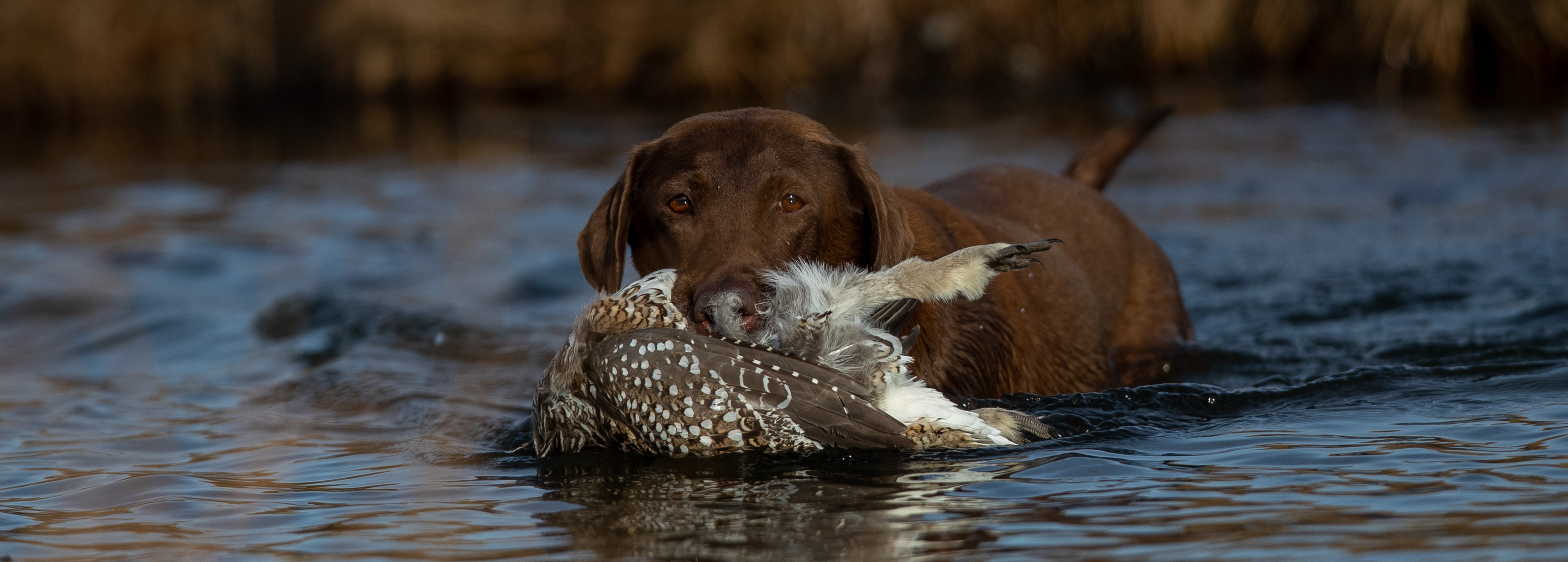 Texas Flyway's Grasshopper MH | Chocolate Labrador Retriver