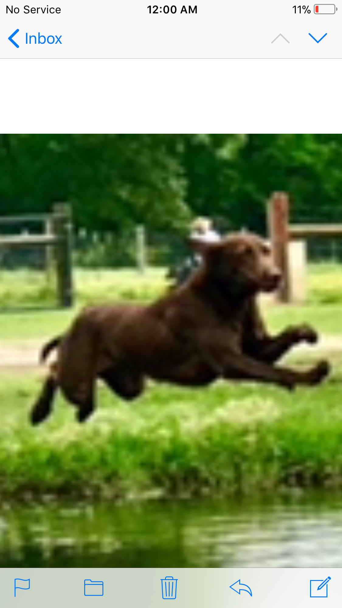 Texas Flyway's Grasshopper MH | Chocolate Labrador Retriver