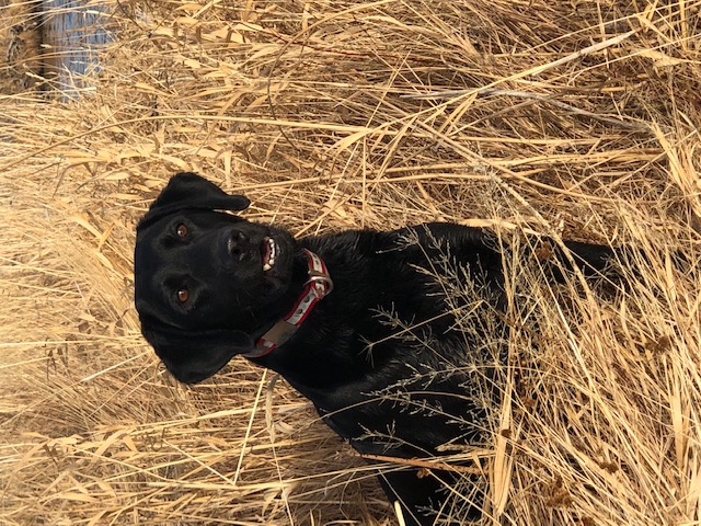 High Country's Ebony Princess | Black Labrador Retriver