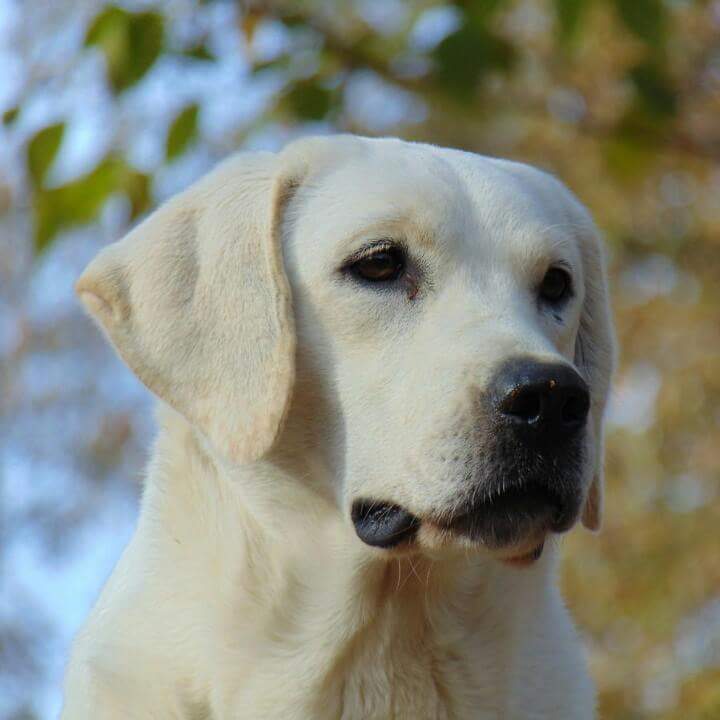 Enid's White Storm | Yellow Labrador Retriver