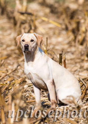 GRHRCH David's Deuce Of Dux MH | Yellow Labrador Retriver