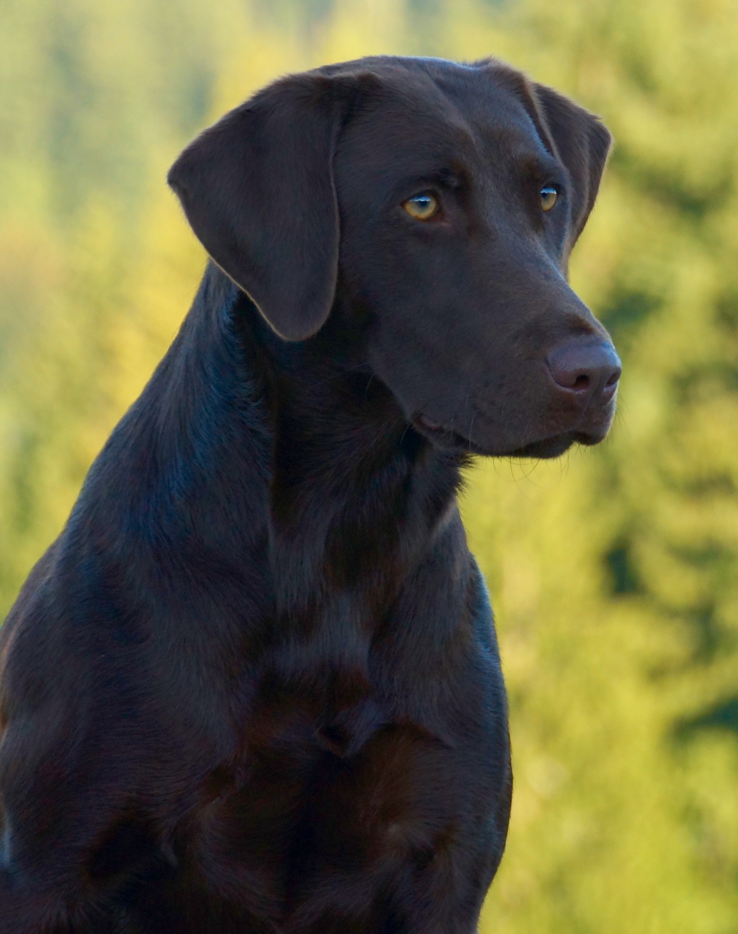 Working Class Sam I Am | Chocolate Labrador Retriver