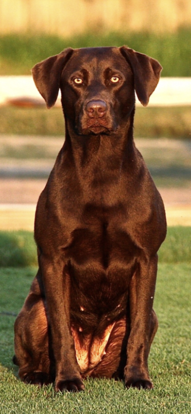 HRCH  Spicy Cajun Roux Rylee Marie | Chocolate Labrador Retriver