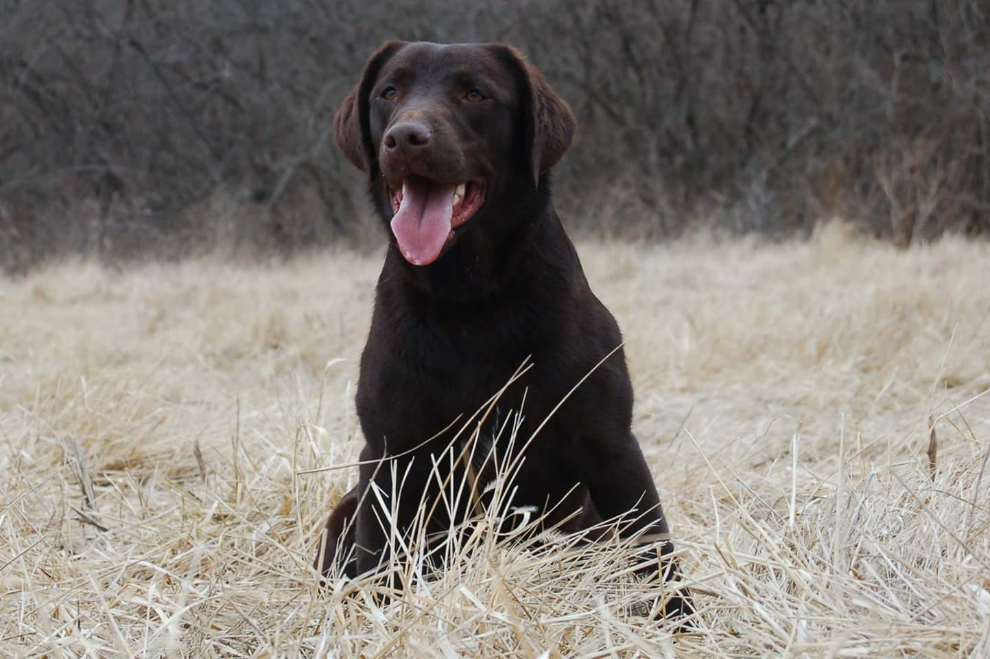 Prairie States Coffee Bean | Chocolate Labrador Retriver