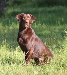 HRCH UH No Limit's Force Reconnaissance SH | Chocolate Labrador Retriver