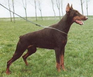 Fabiana Fusciana v. Diaspora | Brown Doberman Pinscher