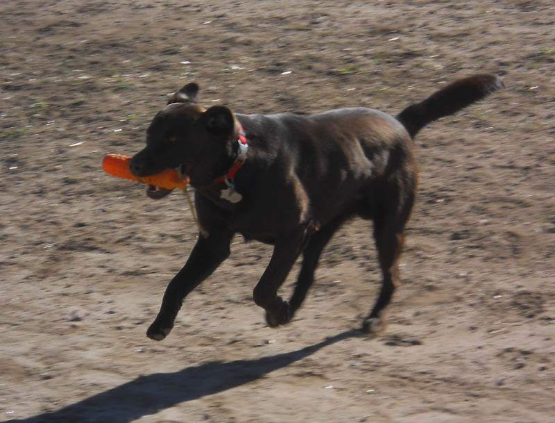 SHR Justamere Matagorda Bay Breaker CGC CC | Chocolate Labrador Retriver