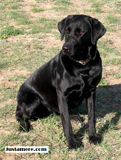 Justamere Biscotti JH RA CGC CC | Black Labrador Retriver