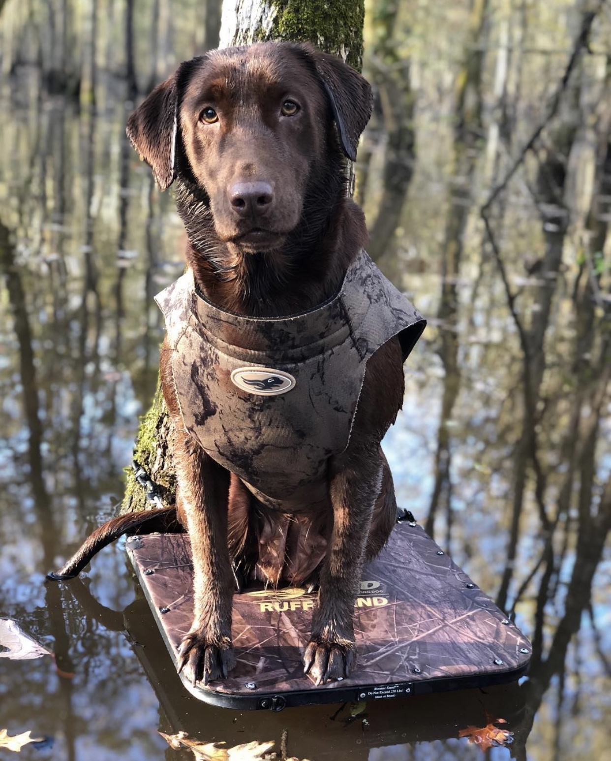 BSR Ten Bears Shady Lady | Chocolate Labrador Retriver