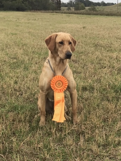 HRCH Bayou Desiard's Magnolia Pearl MH | Yellow Labrador Retriver