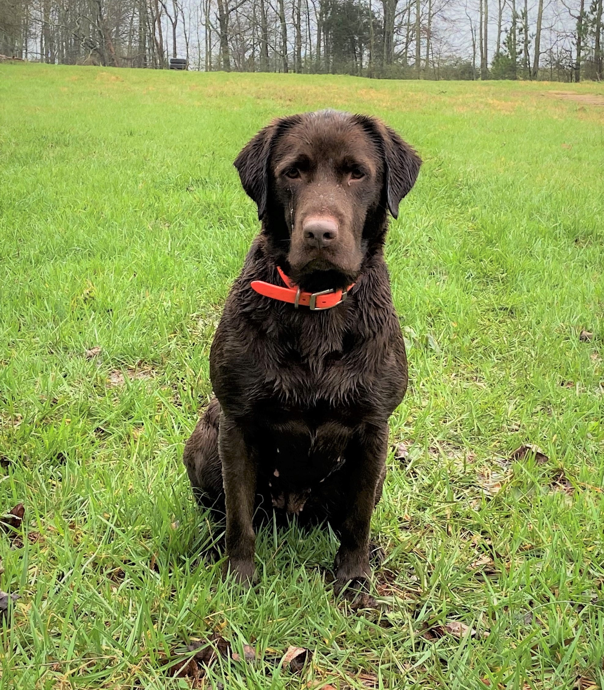 HRCH Chilbrook FlyingZ Harper Mae MH | Chocolate Labrador Retriver