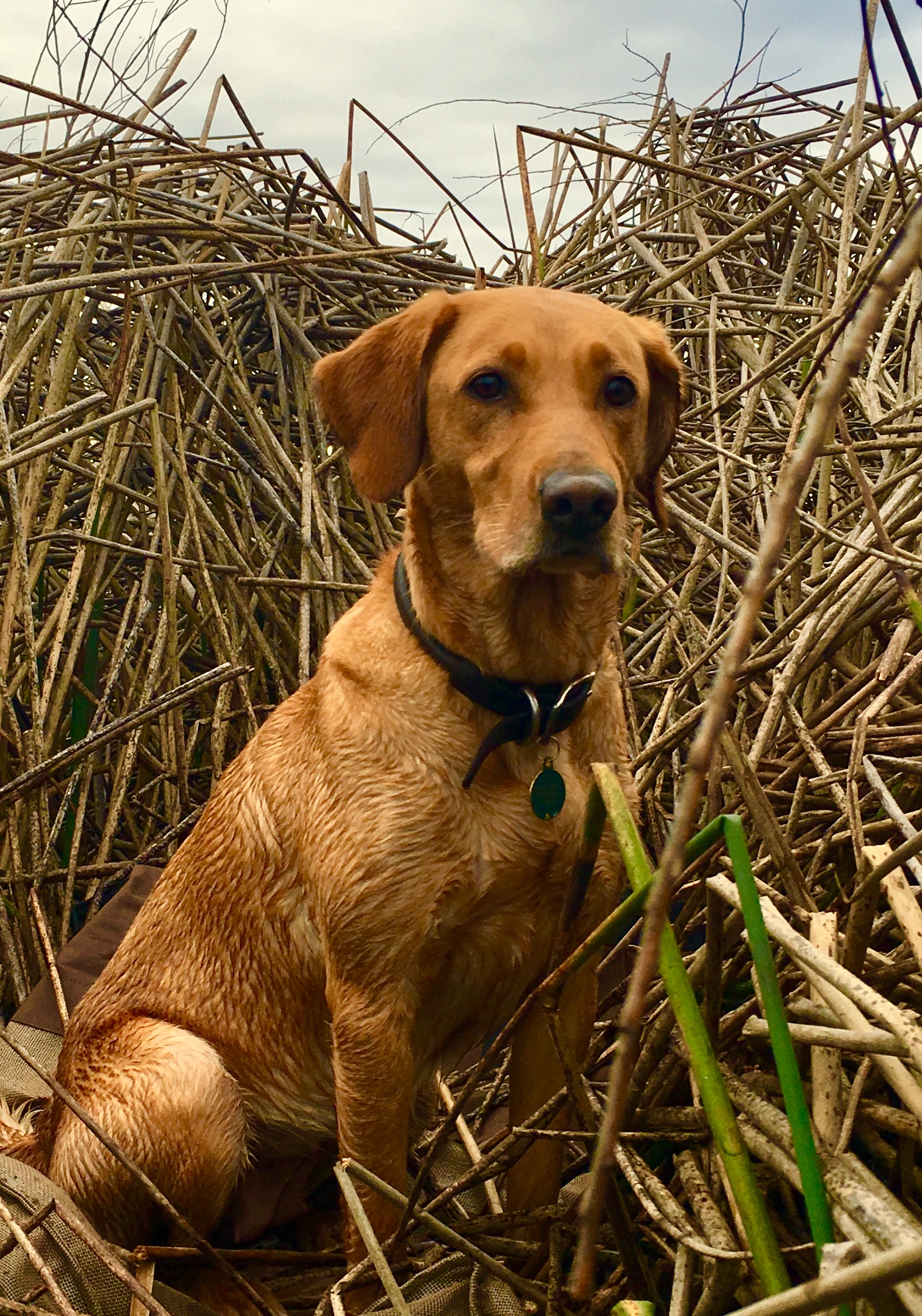 Rennikus Maximus Marshlust | Yellow Labrador Retriver