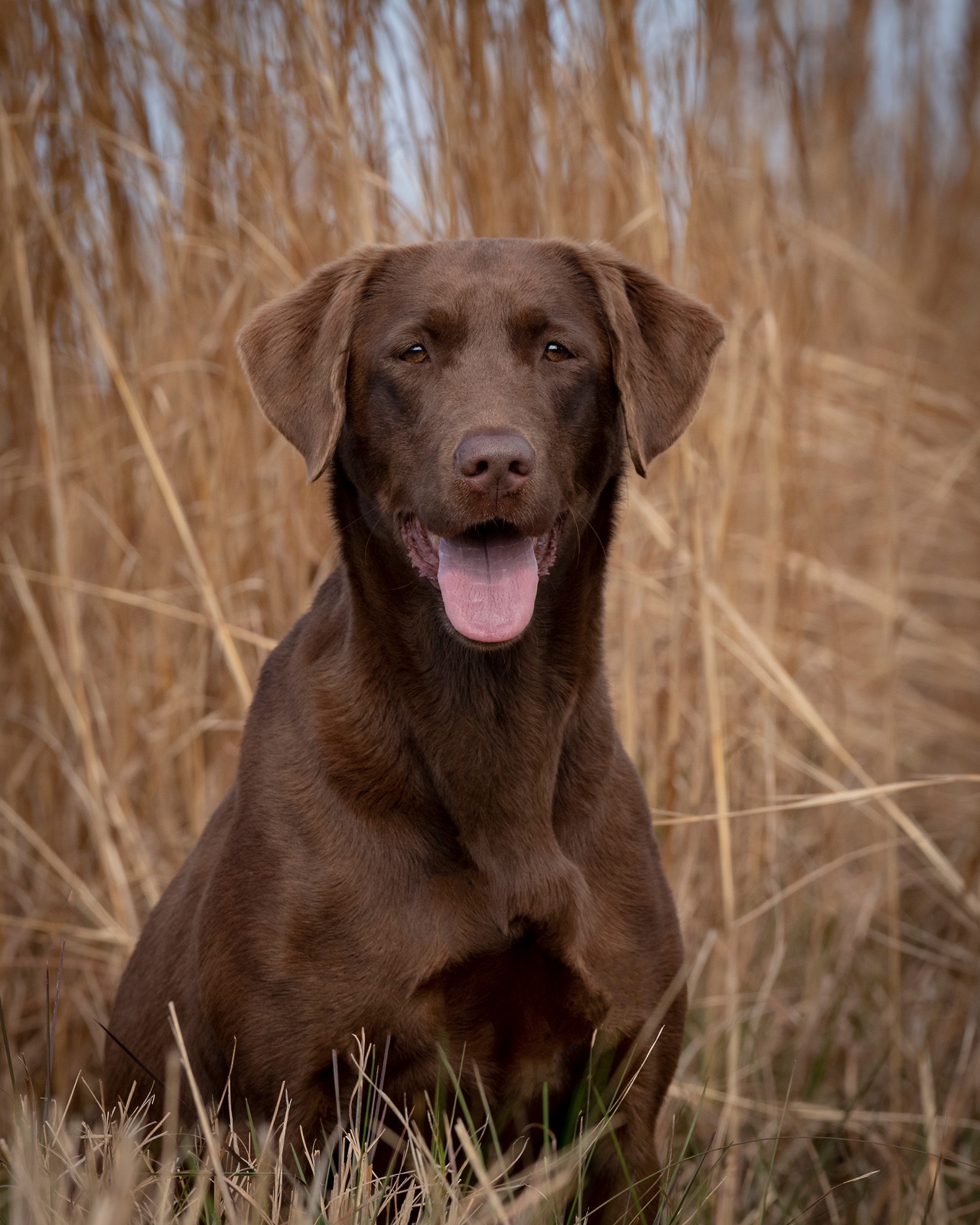 HRCH Laurel Oaks Little Caramel Kisses MH | Chocolate Labrador Retriver