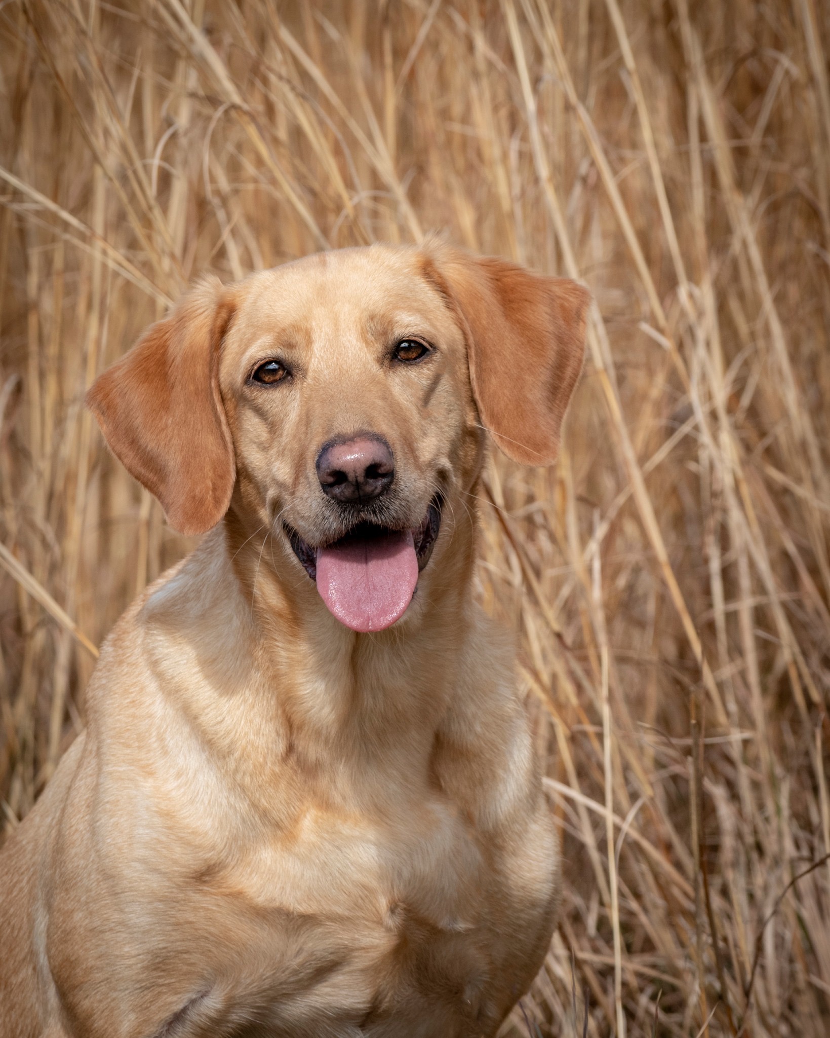 HRCH Laurel Oaks Get The Party Started MH | Yellow Labrador Retriver