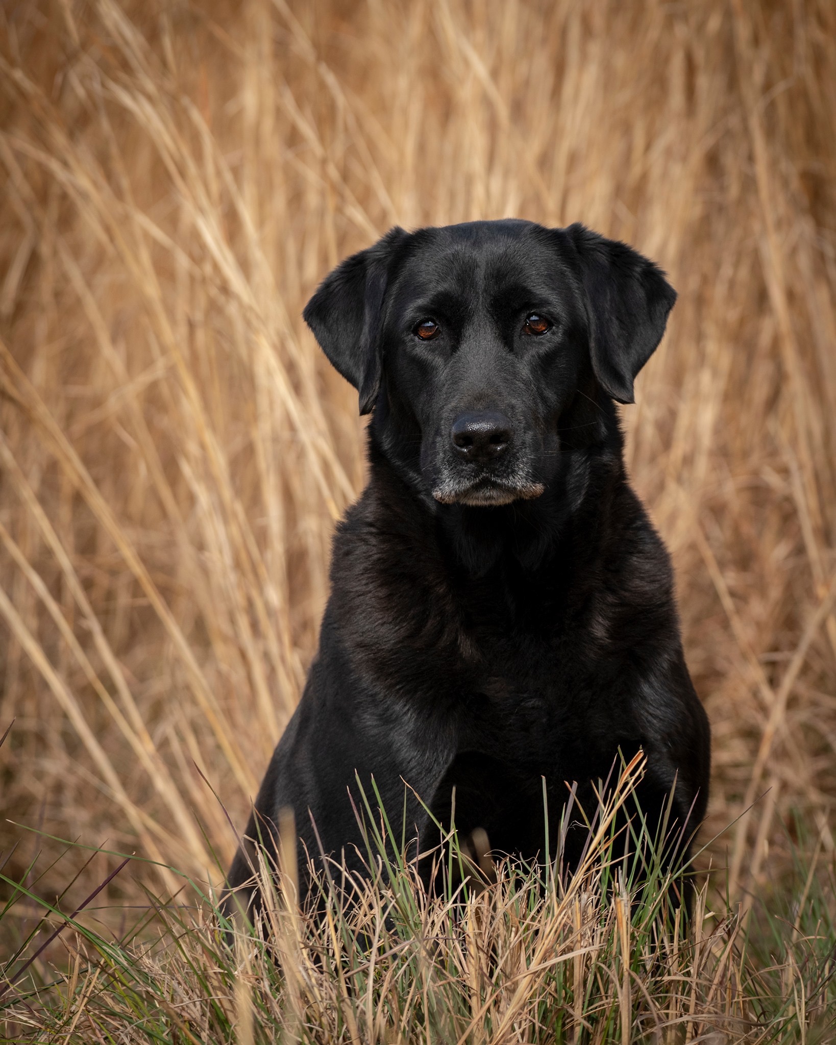 HR UFTA F.CH Laurel Oaks Dirty Martini | Black Labrador Retriver