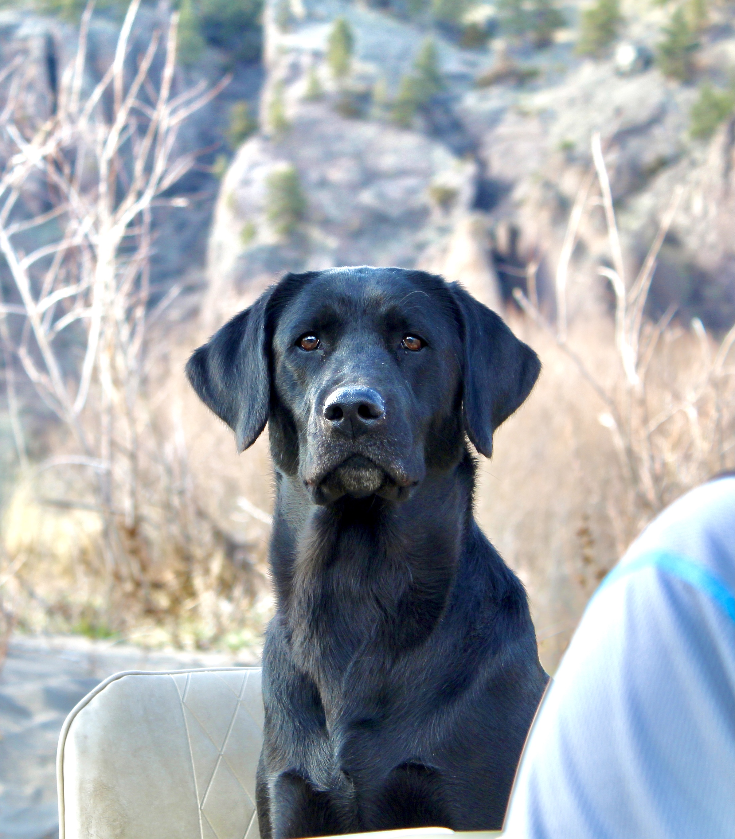 HRCH Certainty's Willa She Hunt MH | Black Labrador Retriver