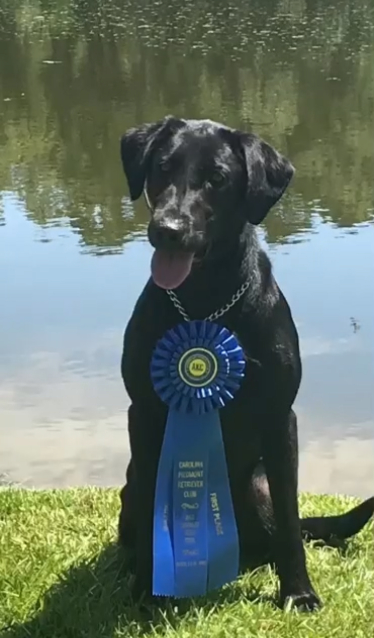 Docheno's Get Your Shine On QA2, NDL | Black Labrador Retriver