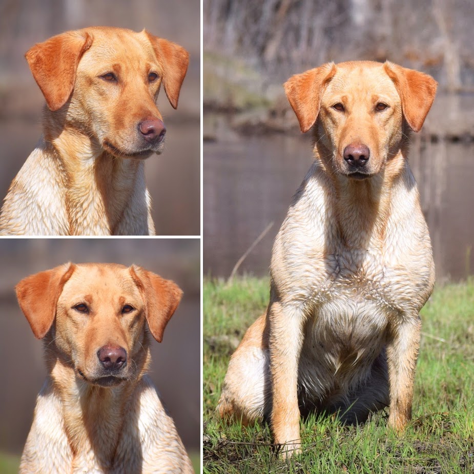 Alder Creeks Molybdenum QA2 | Yellow Labrador Retriver