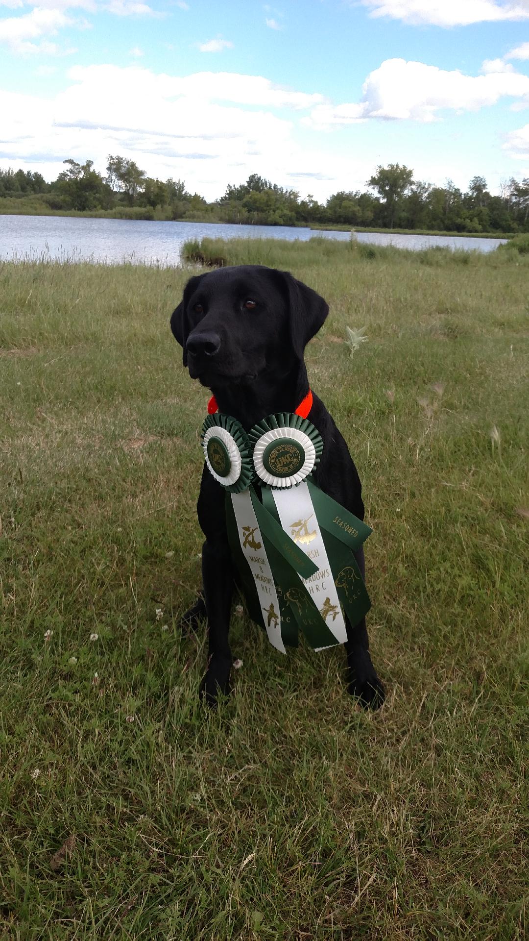 HRCH Cold Track Duck Bustin Mia MH | Black Labrador Retriver