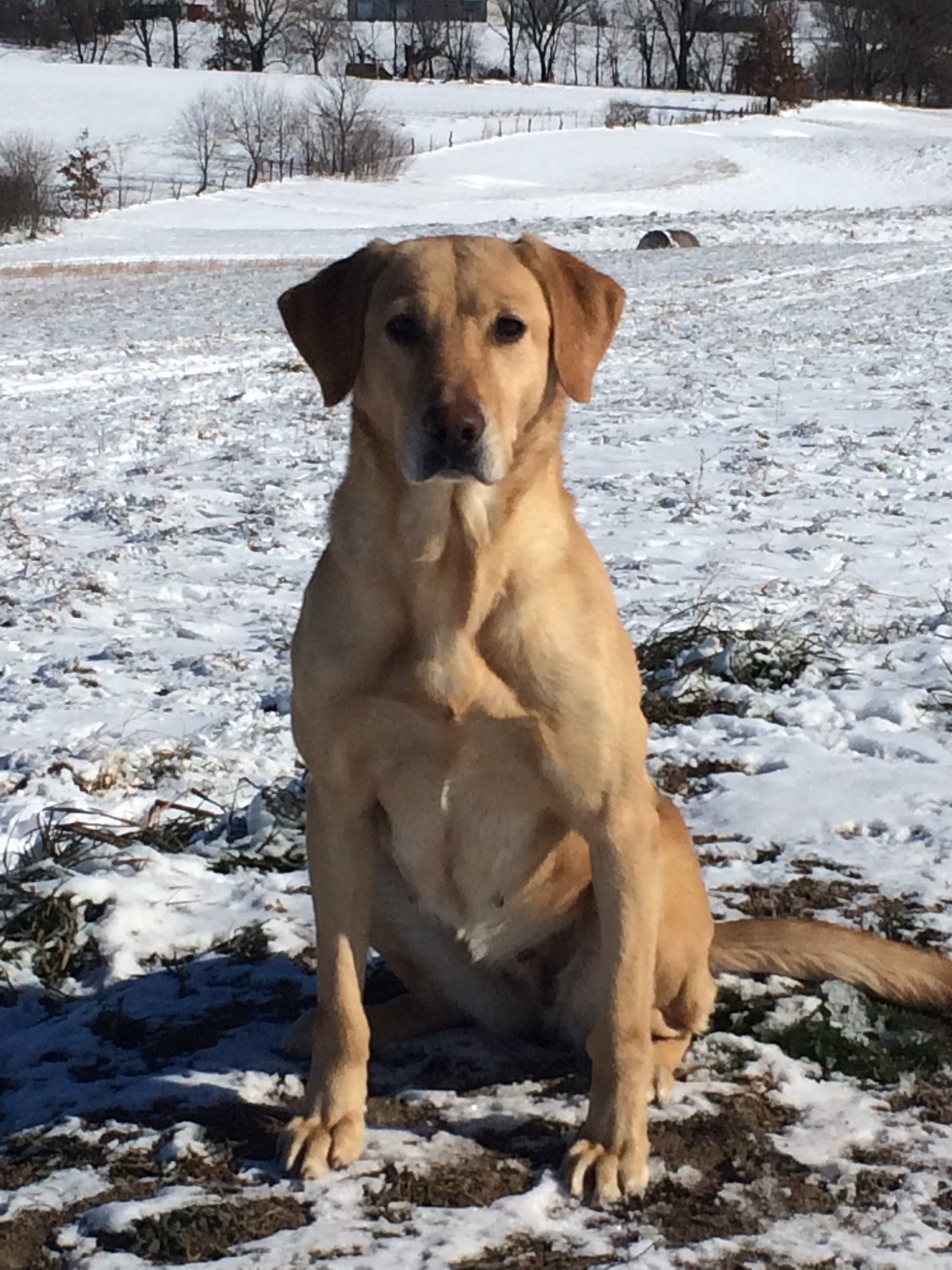 Boggy Creek's Wanderer SH | Yellow Labrador Retriver